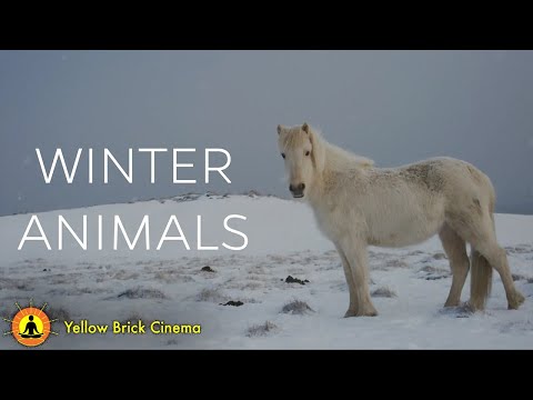 8 Hours of Animals In Winter Wonderland, Soothing Music for Relaxation, Sleep Meditation, Snowfall