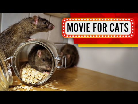 Movie for Cats - Rat Show (Videos with Rats for Cats to watch) 1 Hour 4K