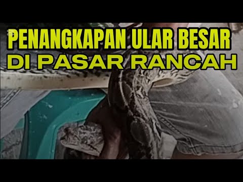 Detik - Detik Penangkapan Ular Besar Di Pasar Rancah