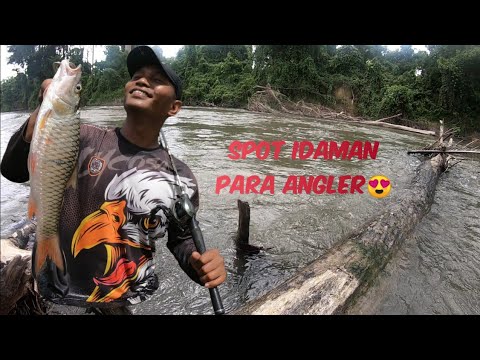 SERANGAN KEJUTAN SEBARAU/HAMPALA #topwater