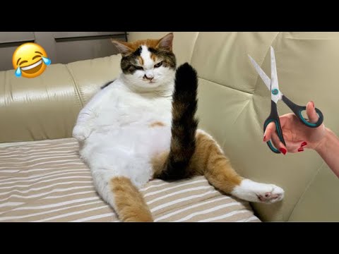 Cut it No Problem || Cats Funny Moments😂|| Kitty Vines