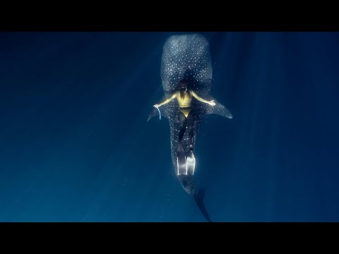 🔴 LIVE 📌🔵 Unreal! swimming with a giant whale shark | Relaxing ocean escape  -  Lofi 🌞☀SI KR