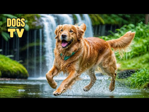 🔴[LIVE] Ultimate Stress Relief for Dogs: Best TV for Dogs with Deep Calming Music for Anxious Dogs!