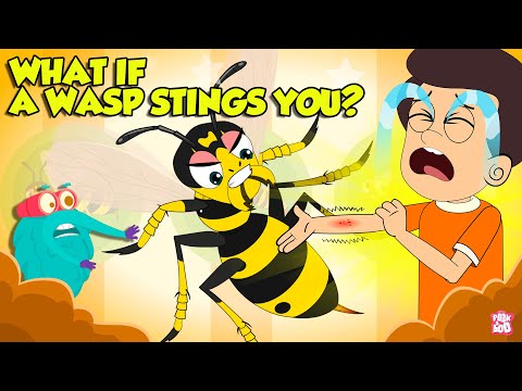 Are Wasp Stings Dangerous? | What if a Wasp Stings You? | How to Treat a Wasp Sting? | Dr. Binocs