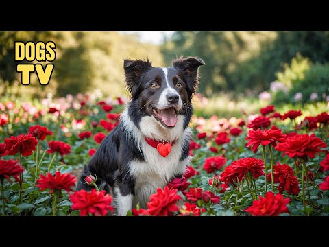 🔴Dog TV: Best Valentine's Day Music to Calm Dogs | Best TV for Dogs with Deeply Relaxing Dog Music!