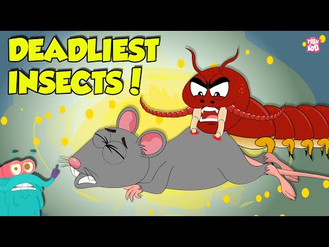 Deadliest Insects in the World | Centipede vs Earwig | Dangerous Insects & Bugs | Dr. Binocs Show