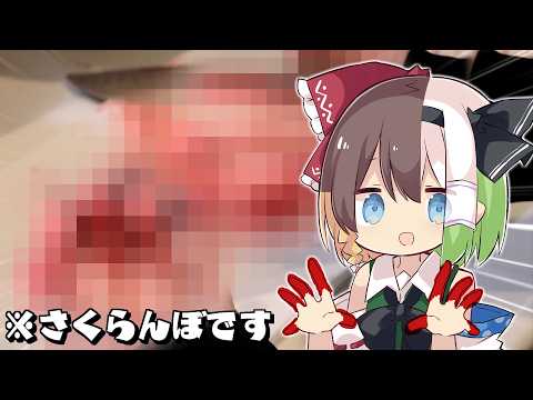 【ゆっくり実況】さくらんぼムースを作ったら悲惨なことに！？