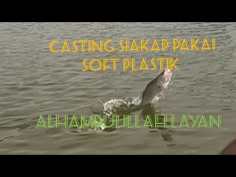 casting Siakap kolam ...Seri menanti muar Johor layan soft plastik