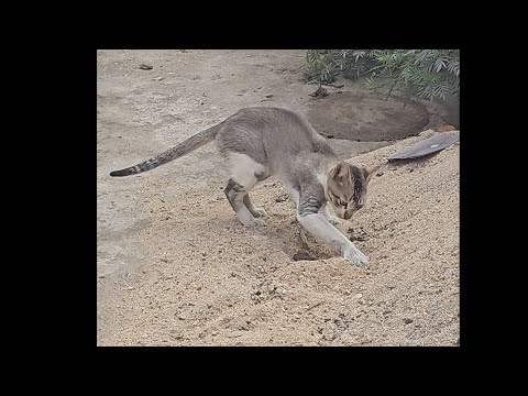 Cat 🐈 Politely pooping in sand 🫨