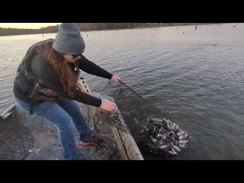 "FULL NETS & FISH STEW" How To Steak Catfish For A LOUISIANA Court-Bouillon (Catch*Clean*Cook)