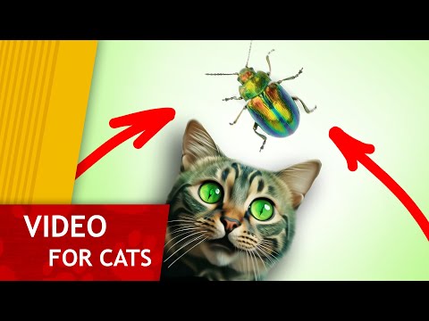 🙀 Cat Games - 🪲 Get that Beetle! (Video for Cats to watch) 4K