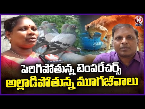 Temparatures Increasing Day By Day In State , Mammals Shaking With Water | V6 News