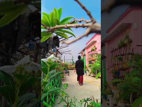 #terracegardening  #rooftopgardening  #morninggardenview  #shorts