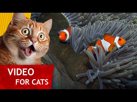 Movie for Cats - Playful Clown Fish  (Fish video for Cats to watch) 4K