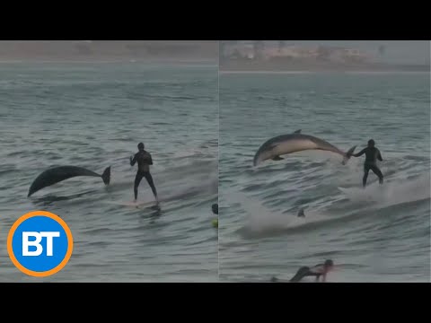 These adorable dolphins are 'making waves' for their silly surfing antics