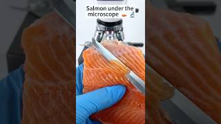 Raw salmon magnified 400 times… I will never buy a microscope again! 🐟🤯🧐  With tiny.world.lens/TT