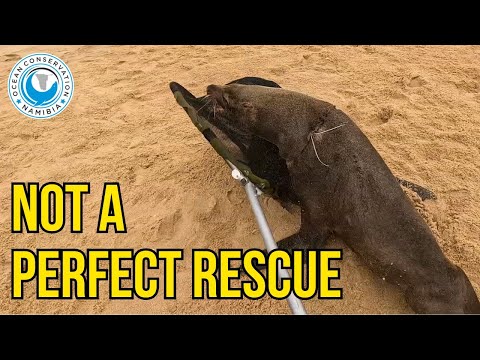 Not Every Seal Rescue Goes Smoothly – Here’s Proof