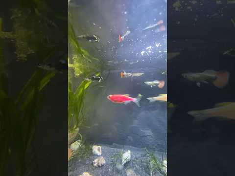 #aquarium #guppyfishpond #fish #guppyfishtank #guppyhouse #fishtank #guppy #aquascape #guppytank