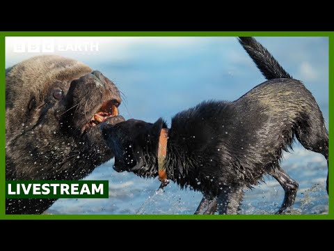 🔴 LIVE: Top 10 BBC Earth Moments of 2024 | BBC Earth