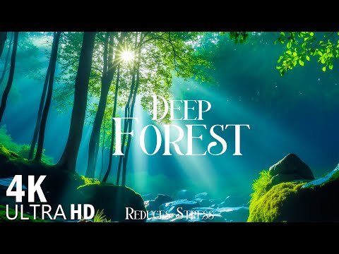 Relaxing Piano Music 🍃 Peaceful Forest 4K Scenery for Deep Relaxation