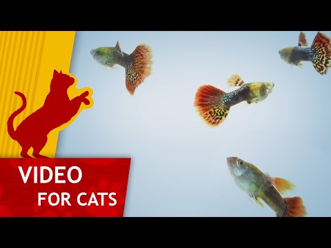 🐈 Movie for Cats 🐟 - Guppie Family (Video for Cats to watch)