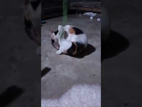 funny video cat/funnyanimale017