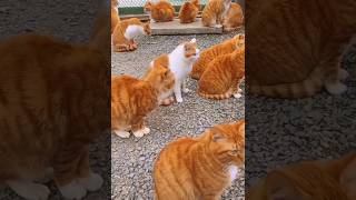 Funny animals 2023😆- Funny cats and dogs videos 🐈🐕   P-28 #shorts