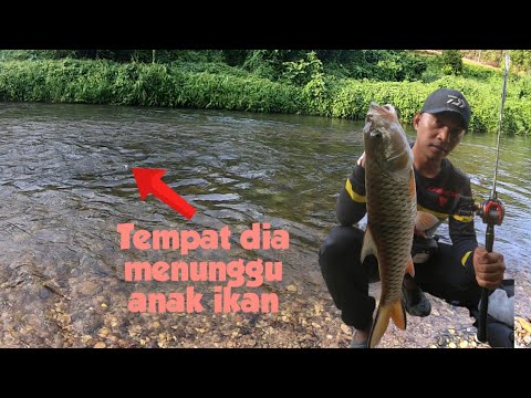 ‼️sambaran padu‼️ top water sebarau di kawasan yang berjeram #hampala