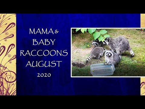 More New Mama & Baby Raccoons Aug. 2020