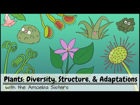 Plants: Diversity, Structure, & Adaptations