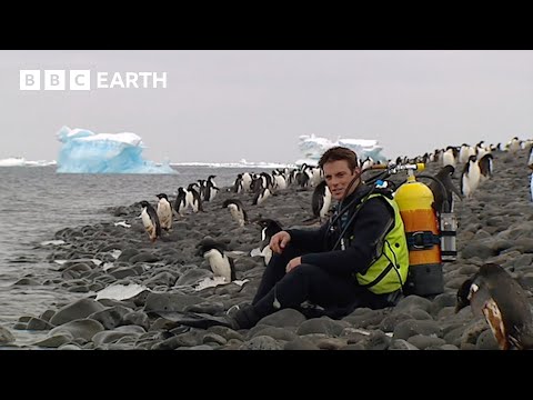 Diving With Penguins In Antarctica | Deep Into The Wild | BBC Earth