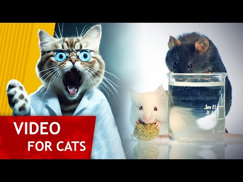 Movie for Cats - Get that Lab Rat (Video for Cats to Watch)