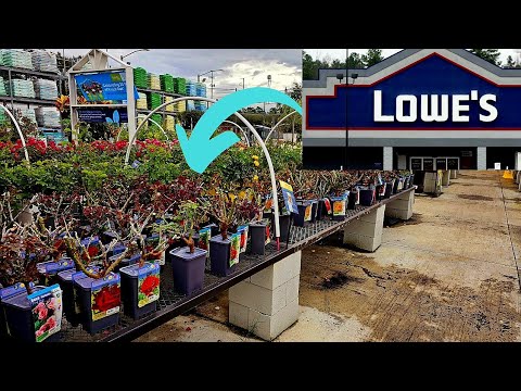 Lowe's NEW ARRIVALS -  January 2025 inventory 🌱🥀🌹 Shopping + Bare root roses.