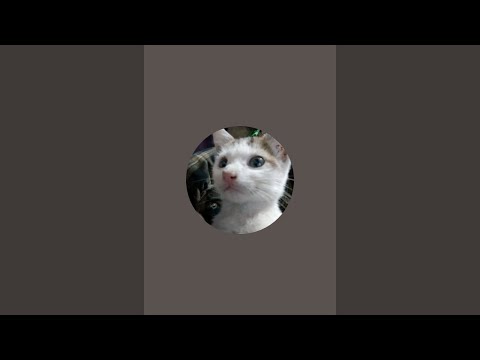 funny video cat/funnyanimale017