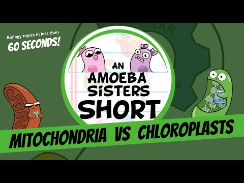 Mitochondria vs Chloroplasts - Amoeba Sisters #Shorts