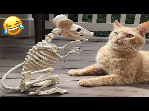 Funniest Cats Skeleton😂Funny Cats And Dogs Moments