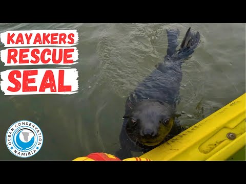 Kayaker Rescues Seal