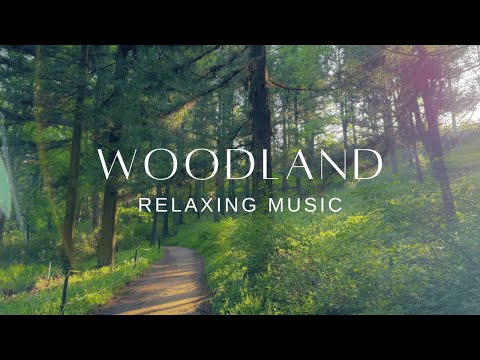 Relaxing Guitar and Piano | Stress Relief Calm | Woodland