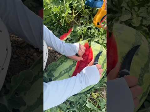 Refreshing Perfection: Satisfying Watermelon Cutting! #ASMRFood#ViralReels#SatisfyingVideos#cutting