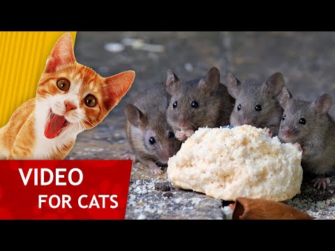 Movie for Cats - 🐁 Mischief of Mice (Video for Cats to watch)