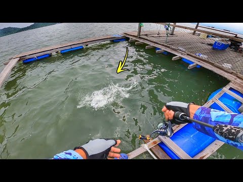 HAMPIR SAJA TERJATUH KELONG GARA GARA IKAN INI! | CHAIFishing