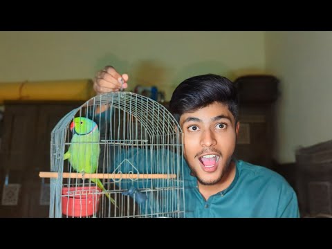 ASMR| ASMR with my dream parrot