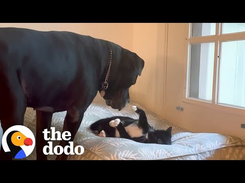 Kitten Is Emotional Support Animal To 120 Pound Mastiff | The Dodo