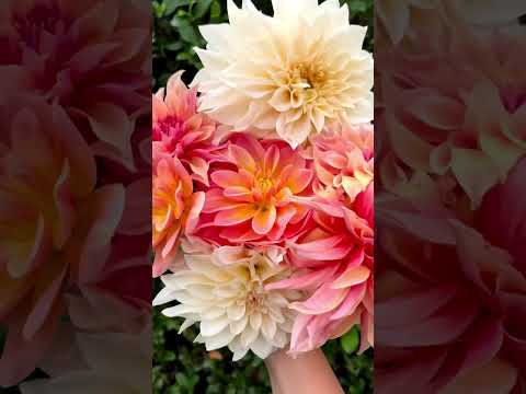 The prettiest dahlias I ever did see! | Diary of a Yorkshire Gardener #dahliaflower