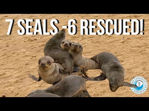 Organised Chaos: 7 Seals Entangled – 6 Rescued!