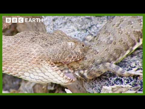 Rattlesnake Eating Prey Up Close | Deep into the Wild | BBC Earth