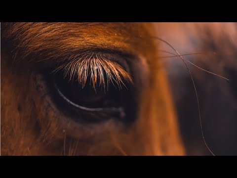 EquineView  - Billy’s World