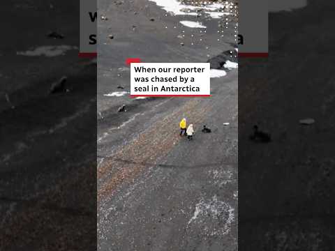 CBC reporter chased by Antarctic seal