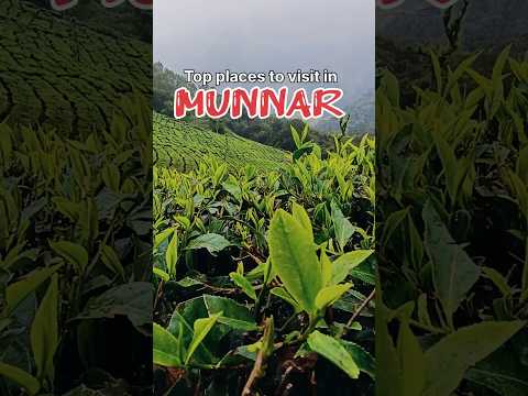 Munnar Travel Guide|| Top places to visit in Munnar || Kerala #shorts  #bengalitravelvlog