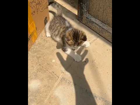 Funny animals 2023😆- Funny cats and dogs videos 🐈🐕 P-62 #shorts